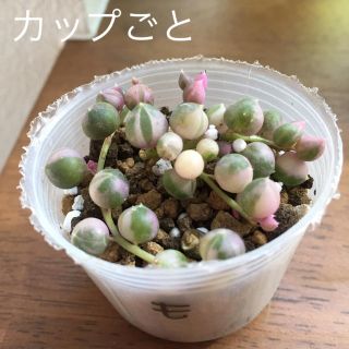 グリーンネックレス 班入り も  ピンク カップ(その他)