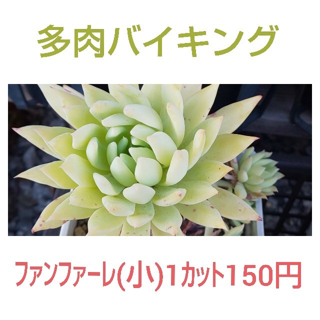 フラワー/ガーデン★ファンファーレ カット苗 多肉植物