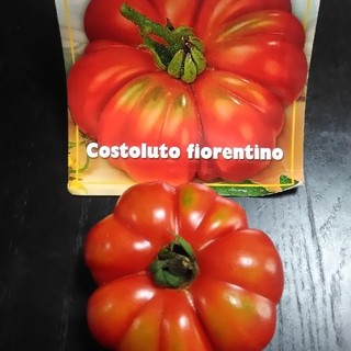 イタリア野菜の種 珍しい形のトマト種子20粒 フィオレンティーノ(その他)