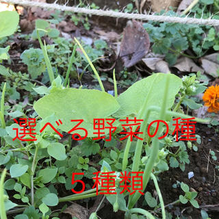 選べる 野菜の種 小分け ５種類(野菜)