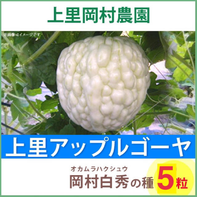 22662【HS5】上里岡村農園寅さんのアップルゴーヤ白秀のタネ5粒 食品/飲料/酒の食品(野菜)の商品写真