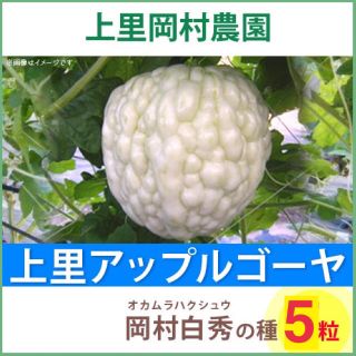 22662【HS5】上里岡村農園寅さんのアップルゴーヤ白秀のタネ5粒(野菜)