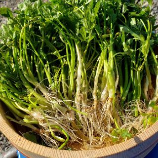 山形庄内鳥海山麓　清流厳選野せり200g(野菜)