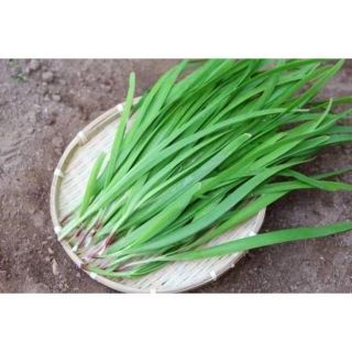 ニラ　種子　１００粒　固定種(野菜)