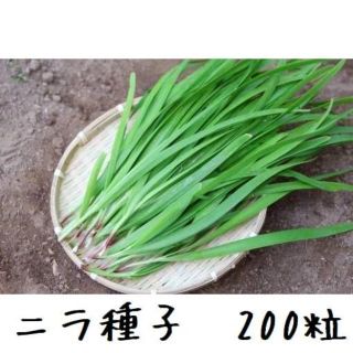 ニラ　種子　200粒　固定種(野菜)