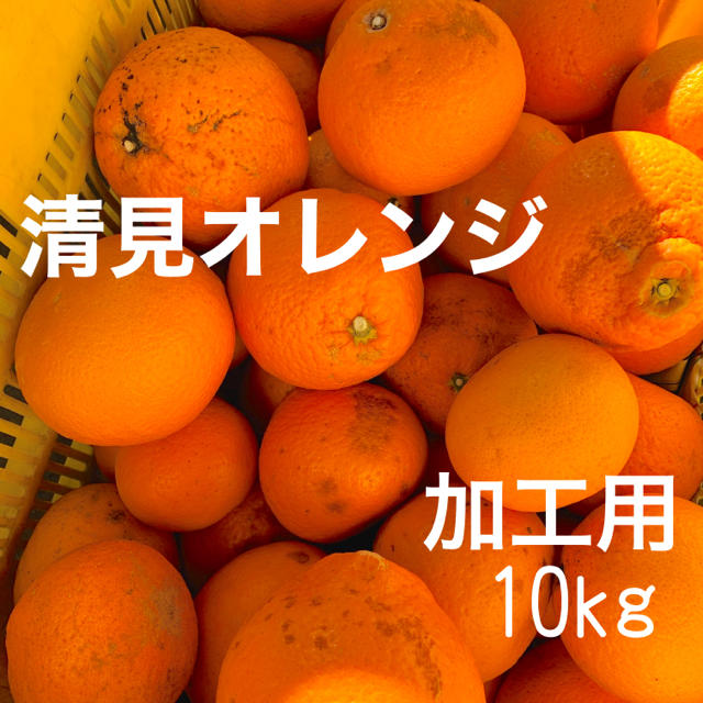 清見オレンジ 食品/飲料/酒の食品(フルーツ)の商品写真