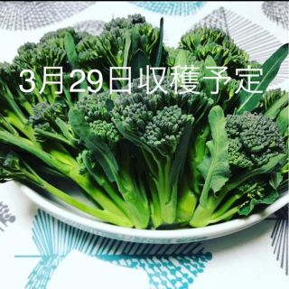 無農薬　スティックブロッコリー(野菜)