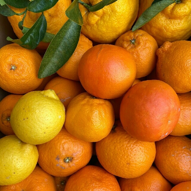 和歌山有田産　柑橘詰め合わせ 食品/飲料/酒の食品(フルーツ)の商品写真