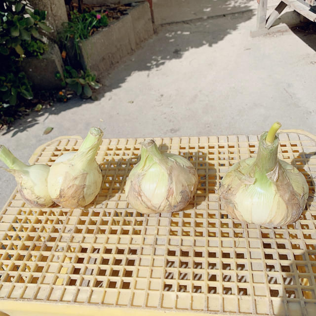 淡路島産玉ねぎ10㎏ (訳あり) 食品/飲料/酒の食品(野菜)の商品写真