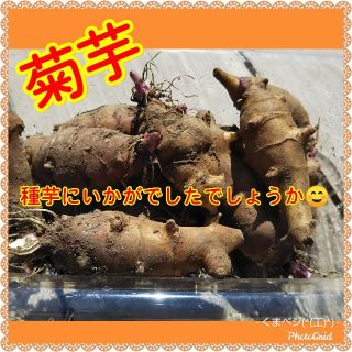 菊芋150g(野菜)