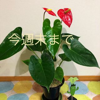 観葉植物　アンスリューム①(その他)