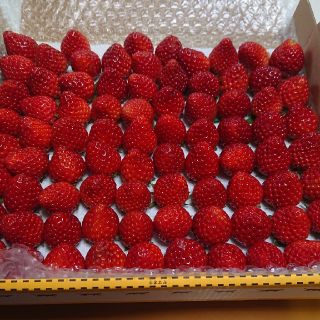 佐賀のいちごさん、小粒秀品750g(全込み)(フルーツ)