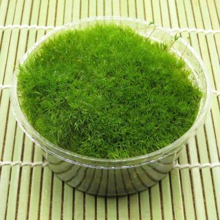 苔　苔セット　テラリウム　素材　タマゴケ(その他)