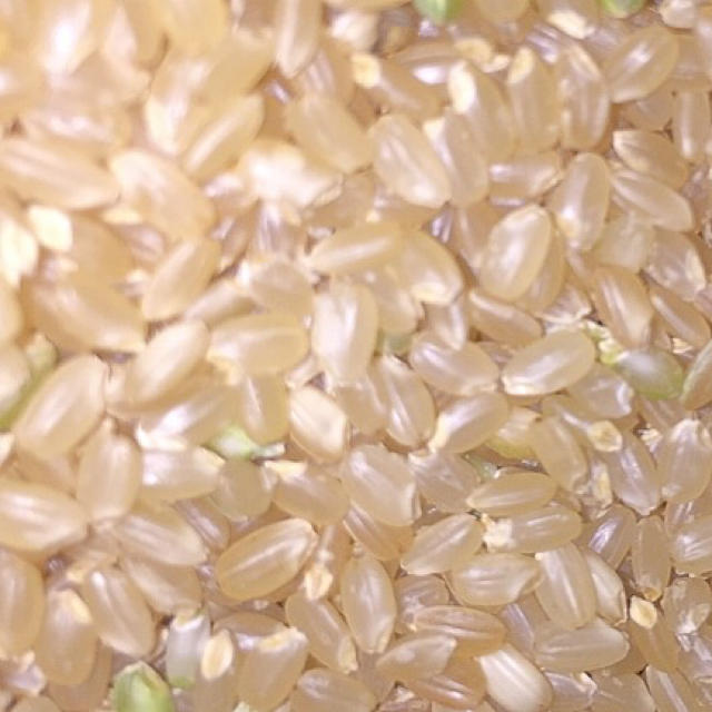 新米❣️令和元年度 高知県産コシヒカリ 10kg玄米 精米無料 2