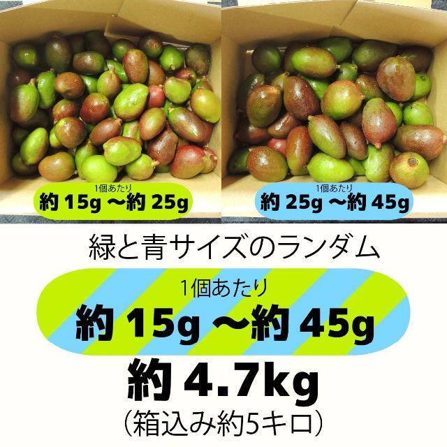 ［約15g～45g］約4.7キロ　グリーンマンゴー 青マンゴー　加工用　マンゴー 食品/飲料/酒の食品(フルーツ)の商品写真