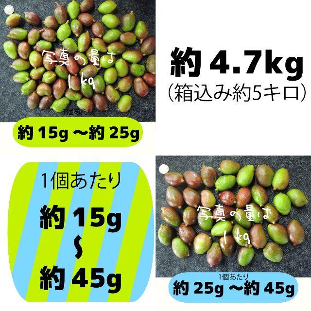 ［約15g～45g］約4.7キロ　グリーンマンゴー 青マンゴー　加工用　マンゴー 食品/飲料/酒の食品(フルーツ)の商品写真