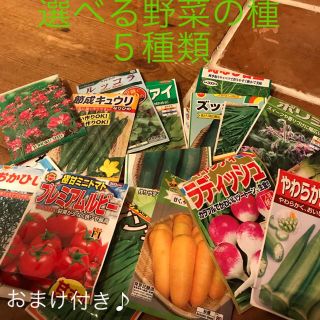 あーちさま専用です  野菜の 種 小分け ５種類(野菜)