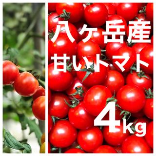 八ヶ岳(長野県) 産 ミニトマト 約4kg バラ 甘くて味が濃い 免疫力UPに ...