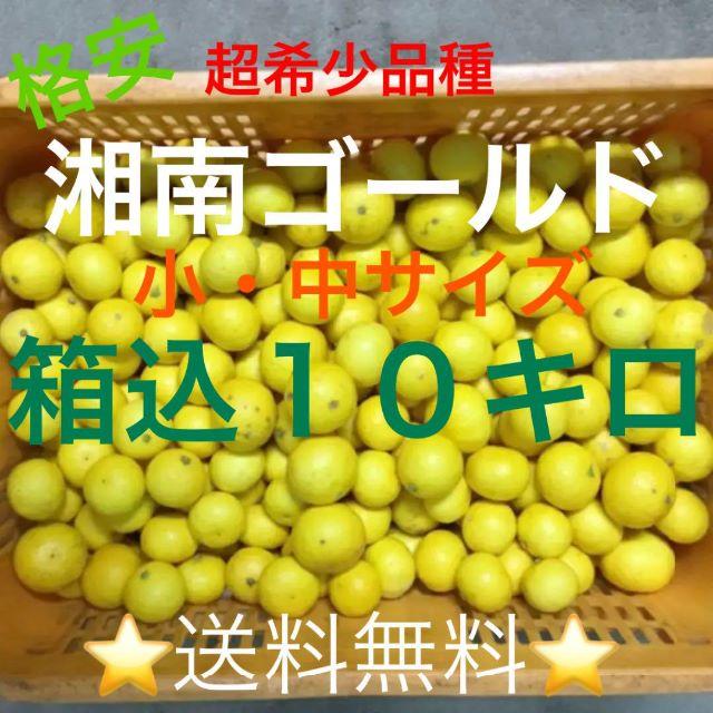 湘南ゴールド箱込１０キロ訳ありS・Mサイズ★湯河原産直★超希少品種みかん② 食品/飲料/酒の食品(フルーツ)の商品写真