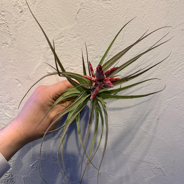 Tillandsia murorumu No.3チランジア ムロルム　花芽付き ハンドメイドのフラワー/ガーデン(その他)の商品写真