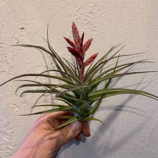 Tillandsia murorumu No.3チランジア ムロルム　花芽付き(その他)