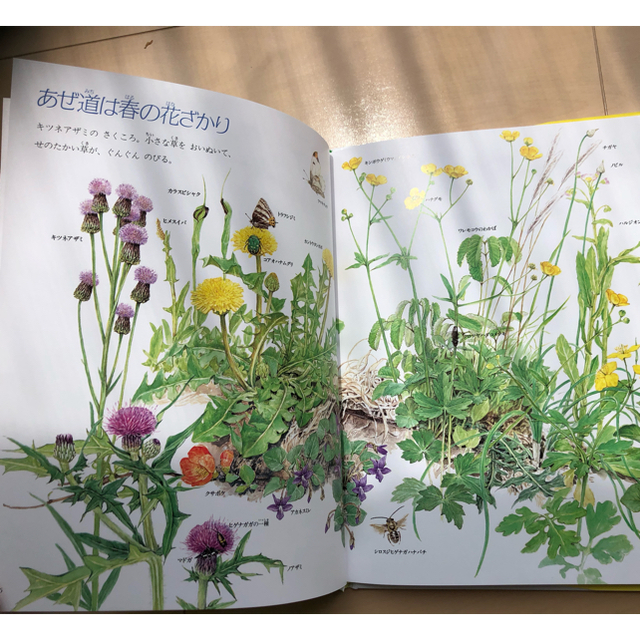 図鑑　野原　花　知学　ずかん エンタメ/ホビーの本(絵本/児童書)の商品写真