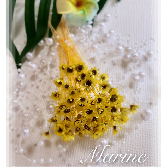 アグロスティス マーメイドカラー 半束 ハーバリウム花材 ハンドメイドのフラワー/ガーデン(ドライフラワー)の商品写真
