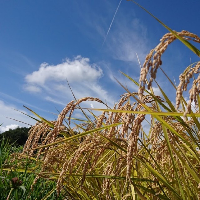 令和元年度産 5kg 1等米 梨北米 減農薬　農家直送 食品/飲料/酒の食品(米/穀物)の商品写真