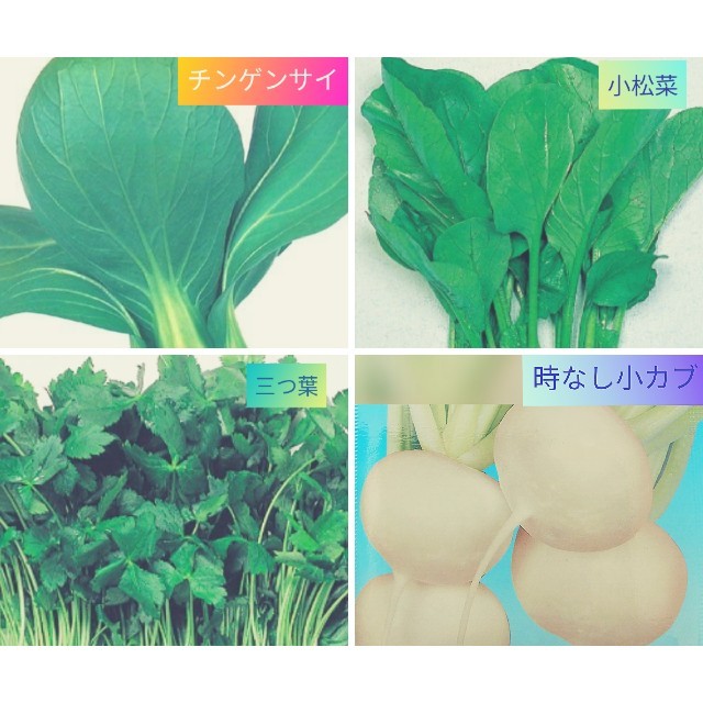 ハーブ・野菜　種子 食品/飲料/酒の食品(野菜)の商品写真