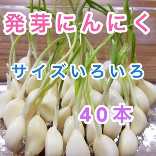 発芽にんにく　40本(野菜)