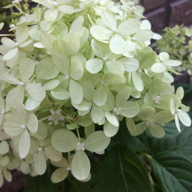 可愛い♡ホワイトグリーン♡ピラミッドアジサイ♡ノリウツギ♡根付保証苗♡鉢ごと発送 ハンドメイドのフラワー/ガーデン(プランター)の商品写真