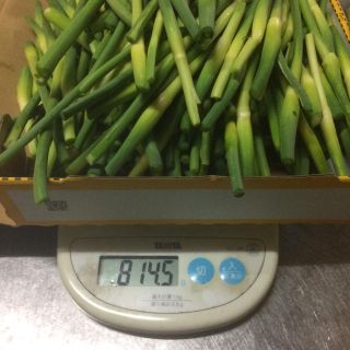 ニンニクの芽 佐賀県産 800g(野菜)