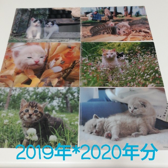 ベローチェ　ネコ　クリアファイル　猫　ねこ　こねこ エンタメ/ホビーのコレクション(ノベルティグッズ)の商品写真