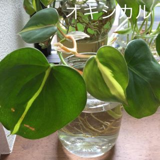 オキシカル レア苗 観葉植物(その他)