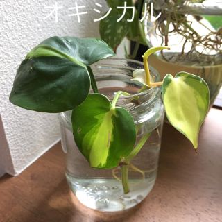 オキシカル レア苗 班入り(その他)