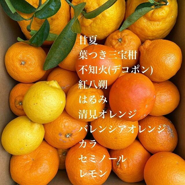 和歌山有田産　柑橘詰め合わせ✳ 食品/飲料/酒の食品(フルーツ)の商品写真