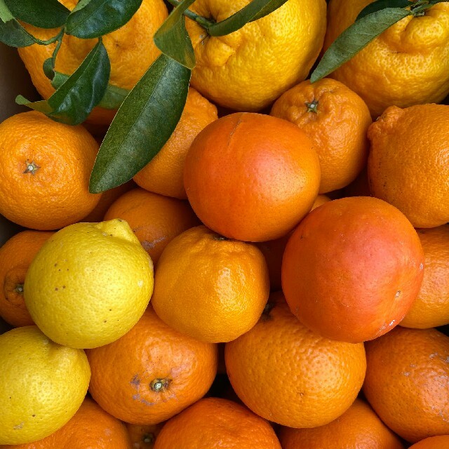 和歌山有田産　柑橘詰め合わせ✳ 食品/飲料/酒の食品(フルーツ)の商品写真