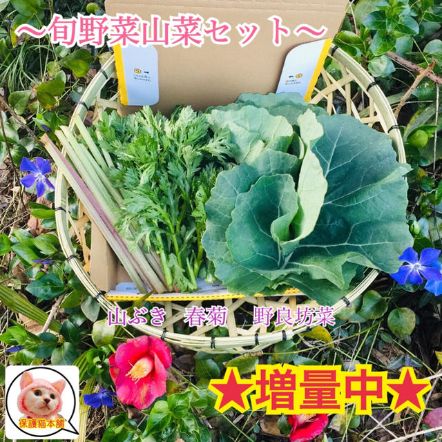 生活応援値下げ&大増量中！450→700g以上！免疫力アップ食材旬野菜山菜詰合せ 食品/飲料/酒の食品(野菜)の商品写真