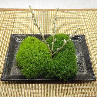 苔　苔セット　テラリウム　素材　タマゴケ２色(その他)