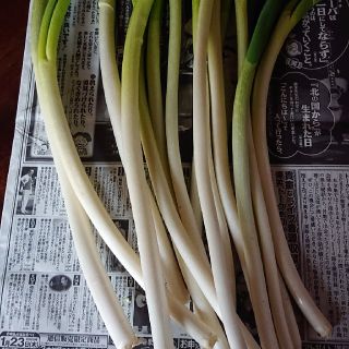 みよぴよさん専用白ネギ(野菜)