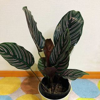 観葉植物　カラテア　オルナタサンデリアーナ(その他)