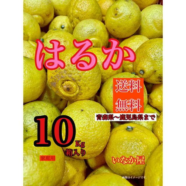 はるか　家庭用　セール  特価価格　早い者勝ち 食品/飲料/酒の食品(フルーツ)の商品写真