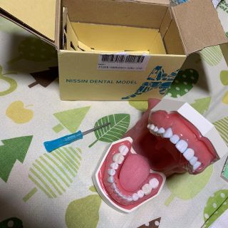 NISSIN DENTAL MODEL 顎模型 (歯ブラシ/デンタルフロス)