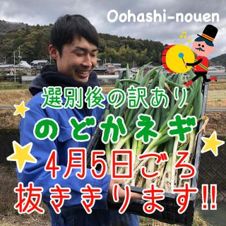 大橋農園 のどかネギ 根・土付き 選別後 訳あり品 約３kg(野菜)