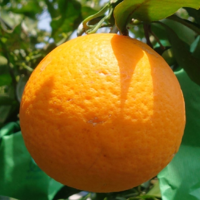 みかん 清見オレンジ 7kg 訳あり 食品/飲料/酒の食品(フルーツ)の商品写真