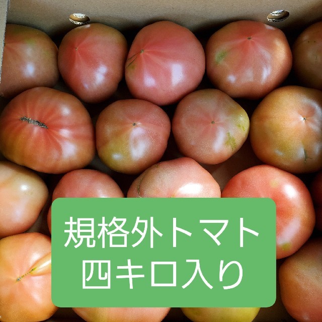 規格外　熊本県産トマト　四キロ入り 食品/飲料/酒の食品(野菜)の商品写真