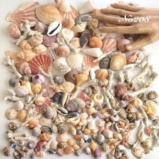シェル大好きセット　800g 貝殻　No208(その他)