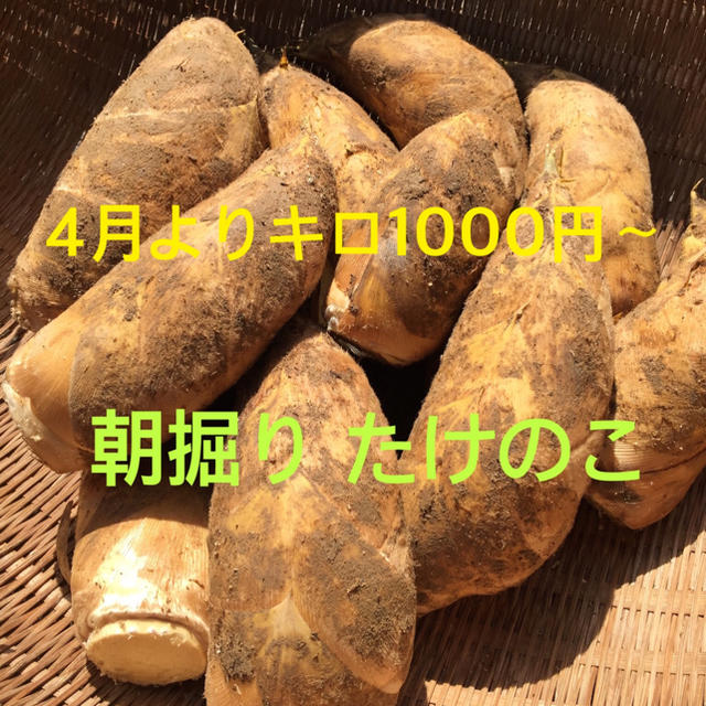 ogawa様専用2キロ 朝掘りたけのこ 食品/飲料/酒の食品(野菜)の商品写真