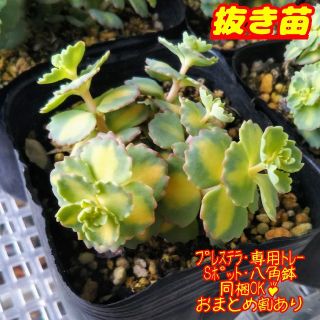 !!抜き苗!!【レア】斑入りミセバヤ 多肉植物 セダム 紅葉(その他)