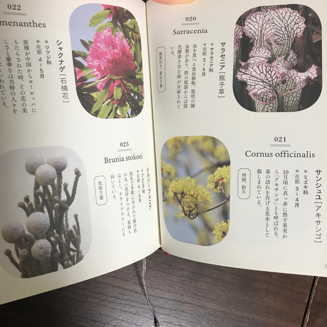 【花の辞典】新井光史 エンタメ/ホビーの本(趣味/スポーツ/実用)の商品写真